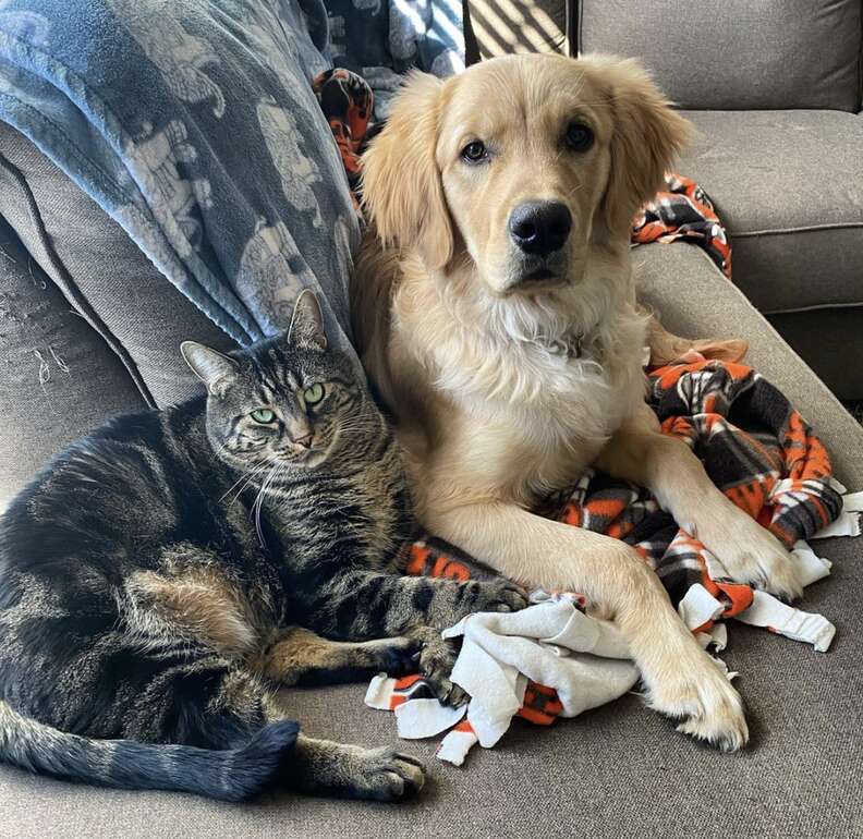 Cat locks dog brother in crate