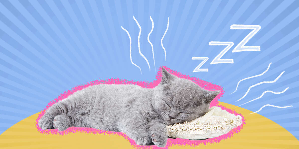 Do Cats Snore DodoWell The Dodo   Crop;