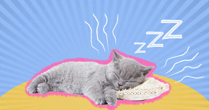 do cats snore while sleeping