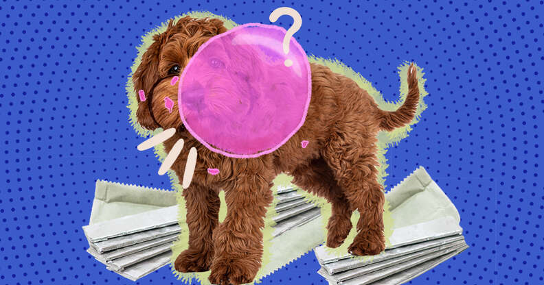 can eating bubbles make a dog sick