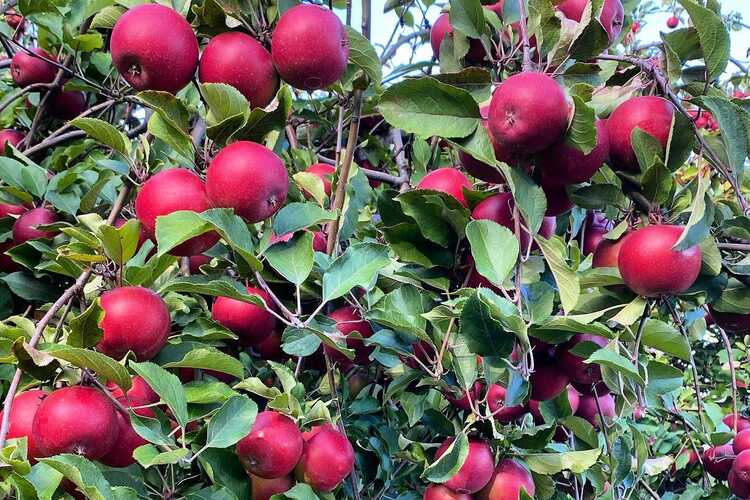 1/4 Bushel Honey Crisp Apple (Las Vegas)