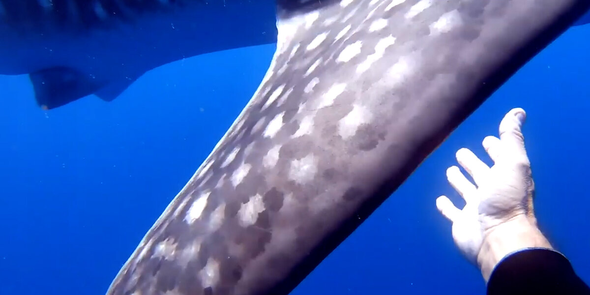 Whale Shark Tangled In Rope Gets Help From Divers - Videos - The Dodo