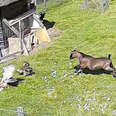 Goat And Rooster Save The Day When Their Friend Is Attacked By A Hawk