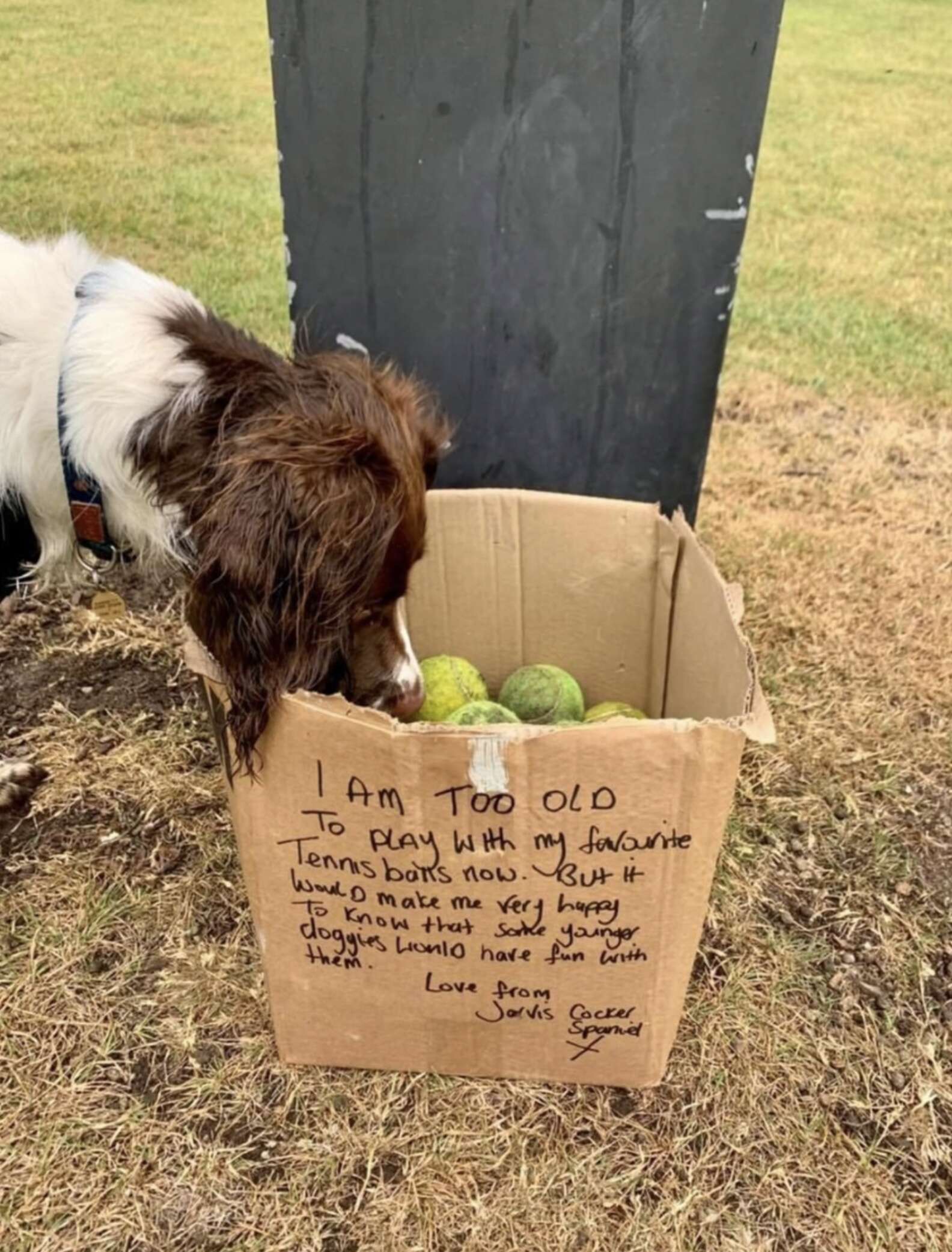 Senior Dog Imparts Heartwarming Gift to Younger Pups