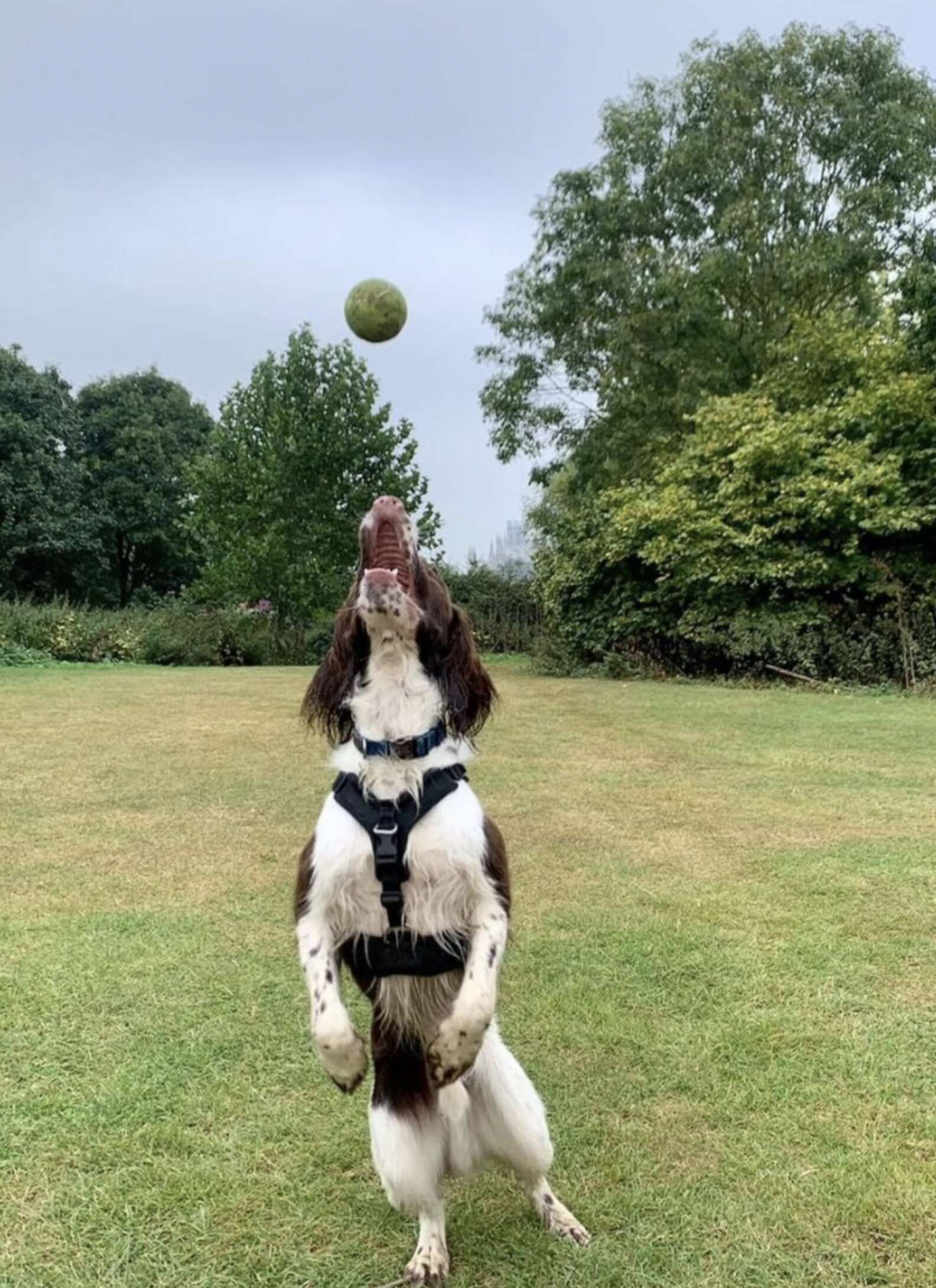 Senior Dog Imparts Heartwarming Gift to Younger Pups