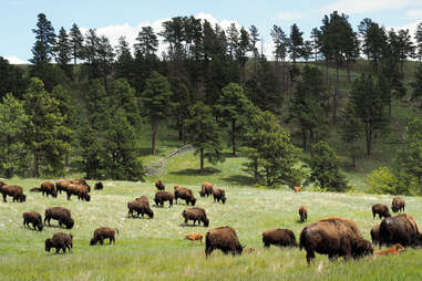 bison herd in custer state park