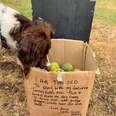 Dog Walker Finds A Mysterious Box With A Heartwarming Message On It
