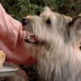 still from "Because of Winn-Dixie"