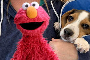 Elmo Helps Find A Rescue Puppy The Perfect Forever Family With Dodo Kids + Sesame Street