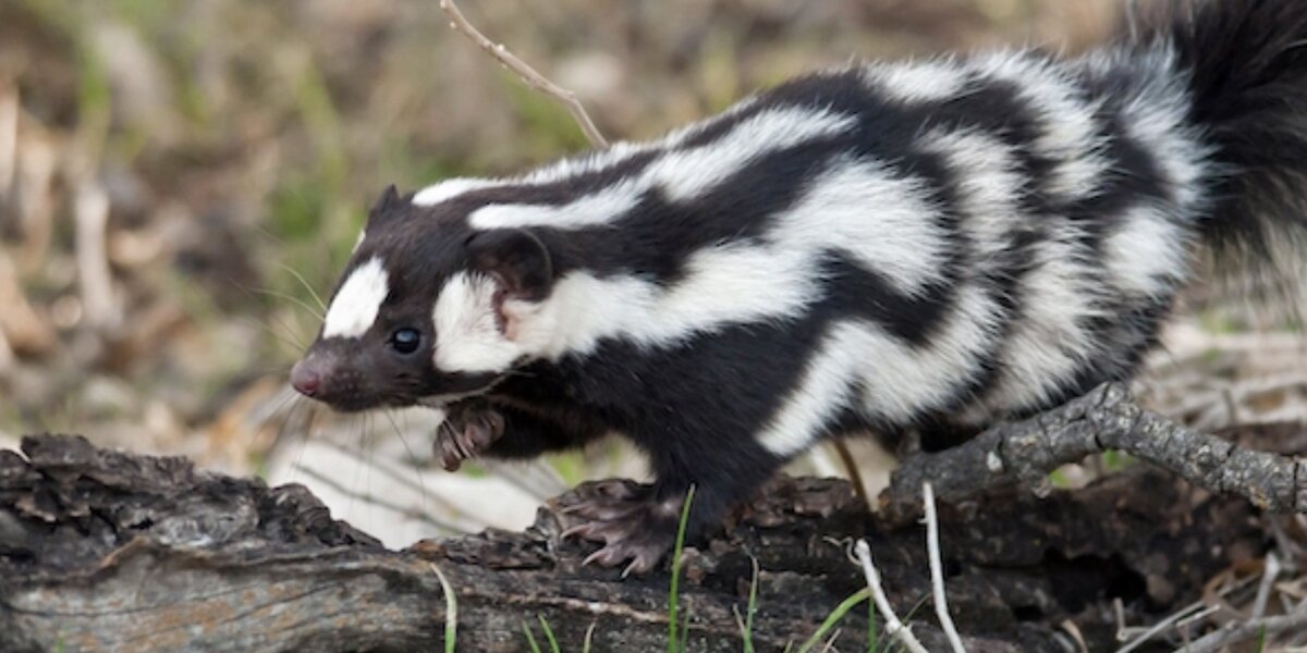 Eyewitness to Columbia University skunk attack says campus activists fear  for safety – Mondoweiss