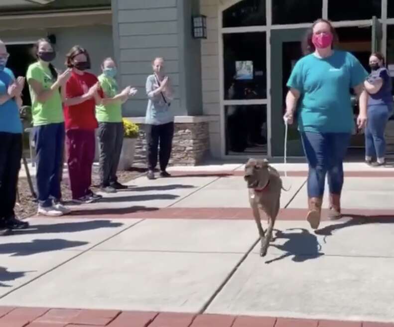 Longest resident dog leaves the shelter
