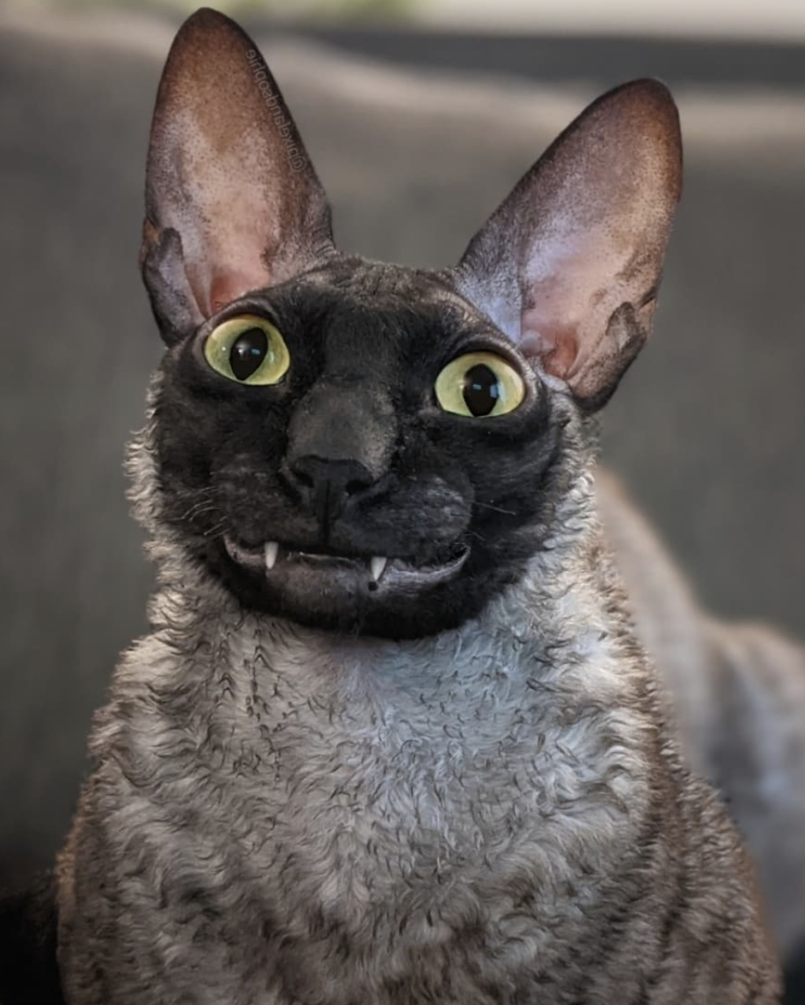 Expressive Cat's Adorable Toothy Smile
