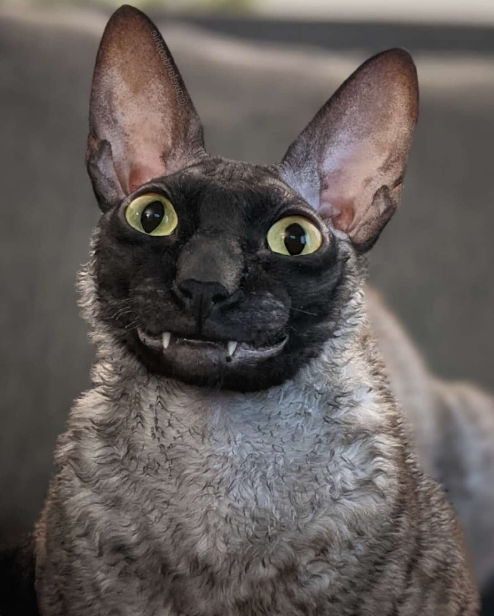 Expressive Cat's Adorable Toothy Smile