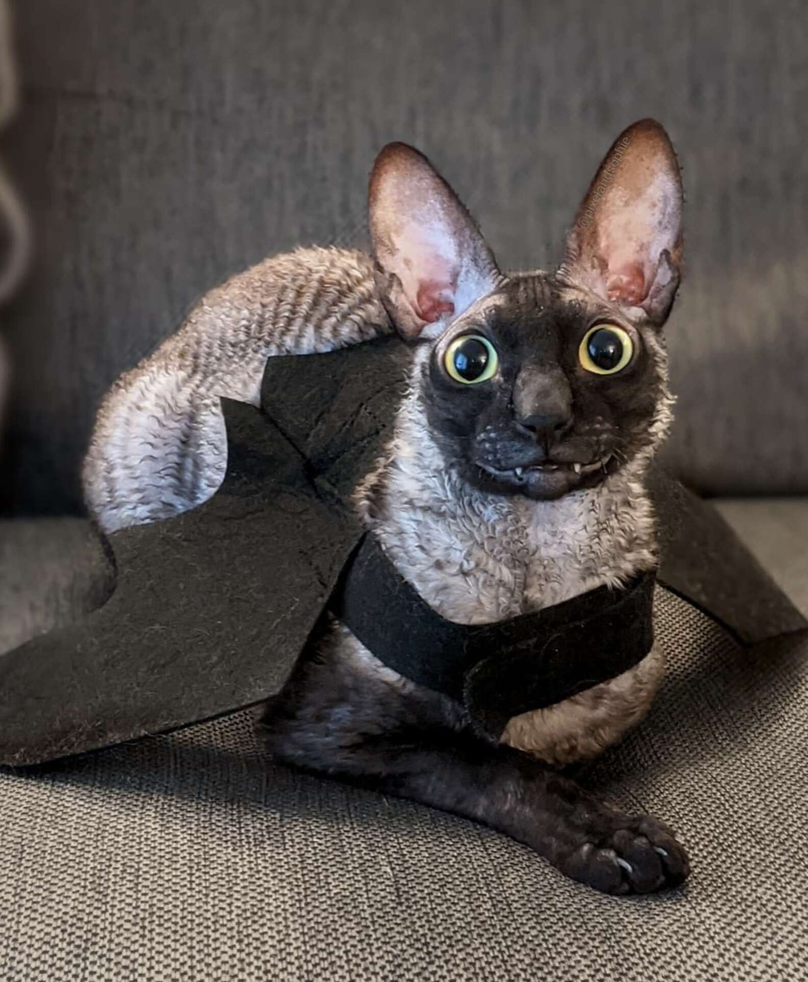 Expressive Cat's Adorable Toothy Smile