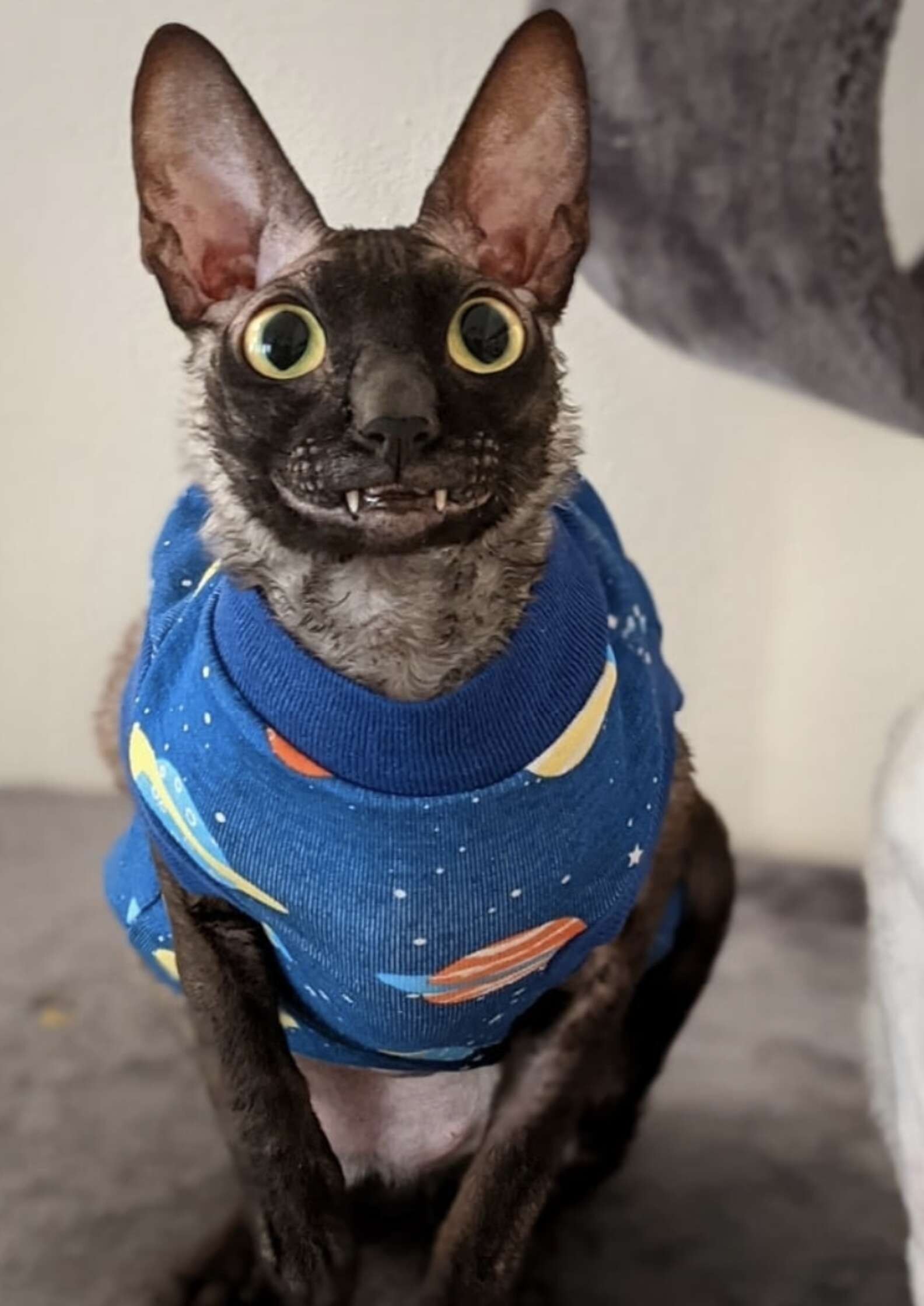 Expressive Cat's Adorable Toothy Smile