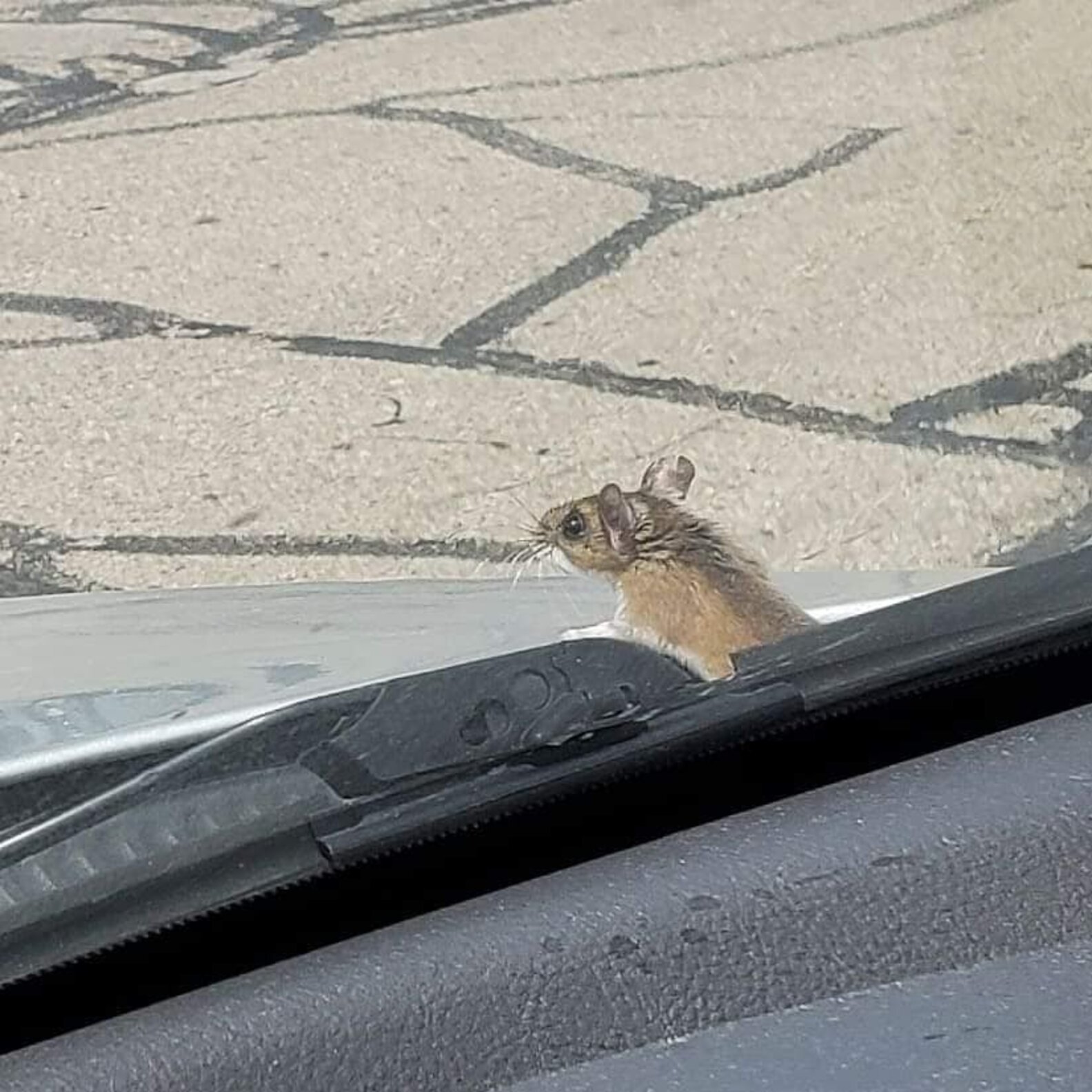 Little Mouse Hitchhikes on Couple's Car