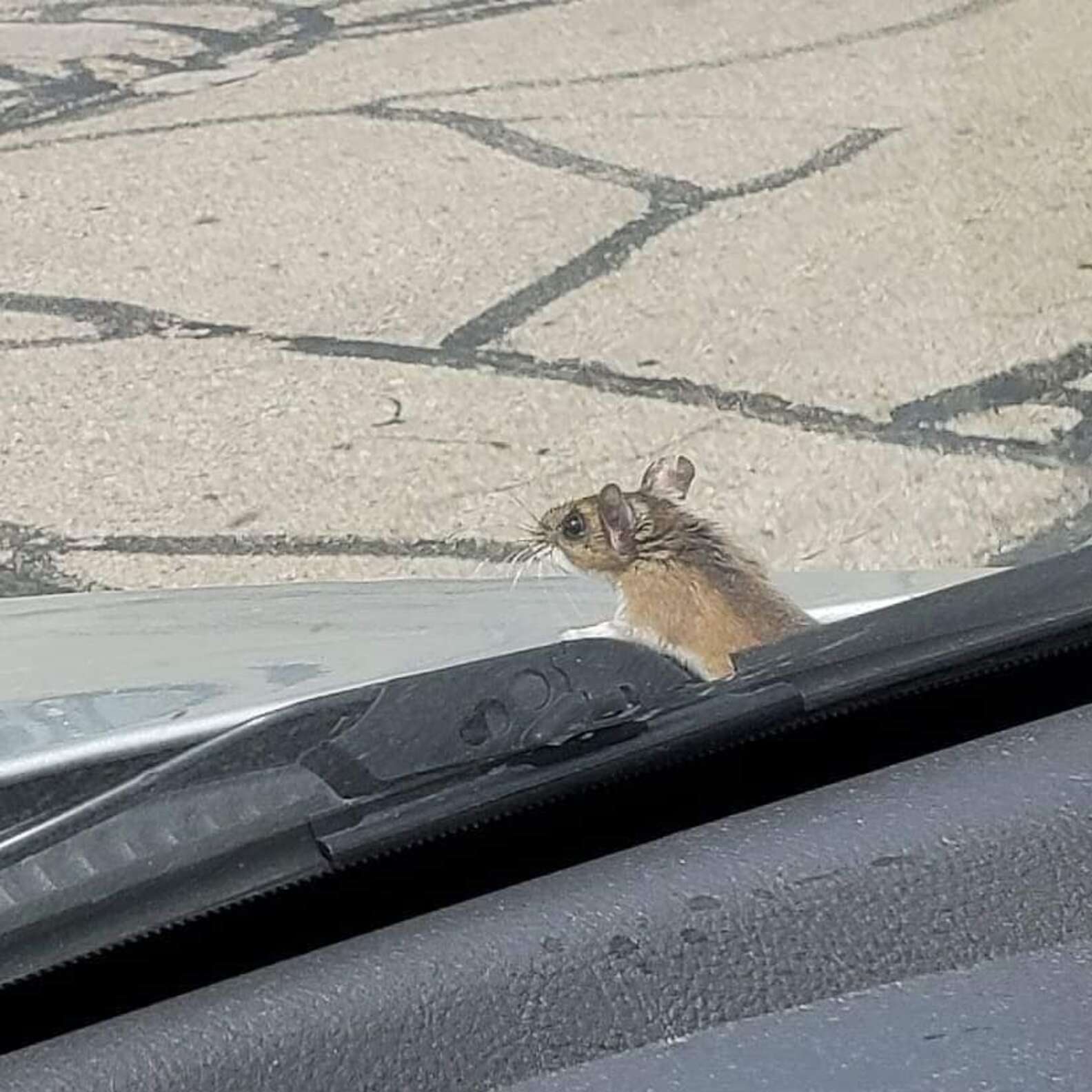 Little Mouse Hitchhikes on Couple's Car