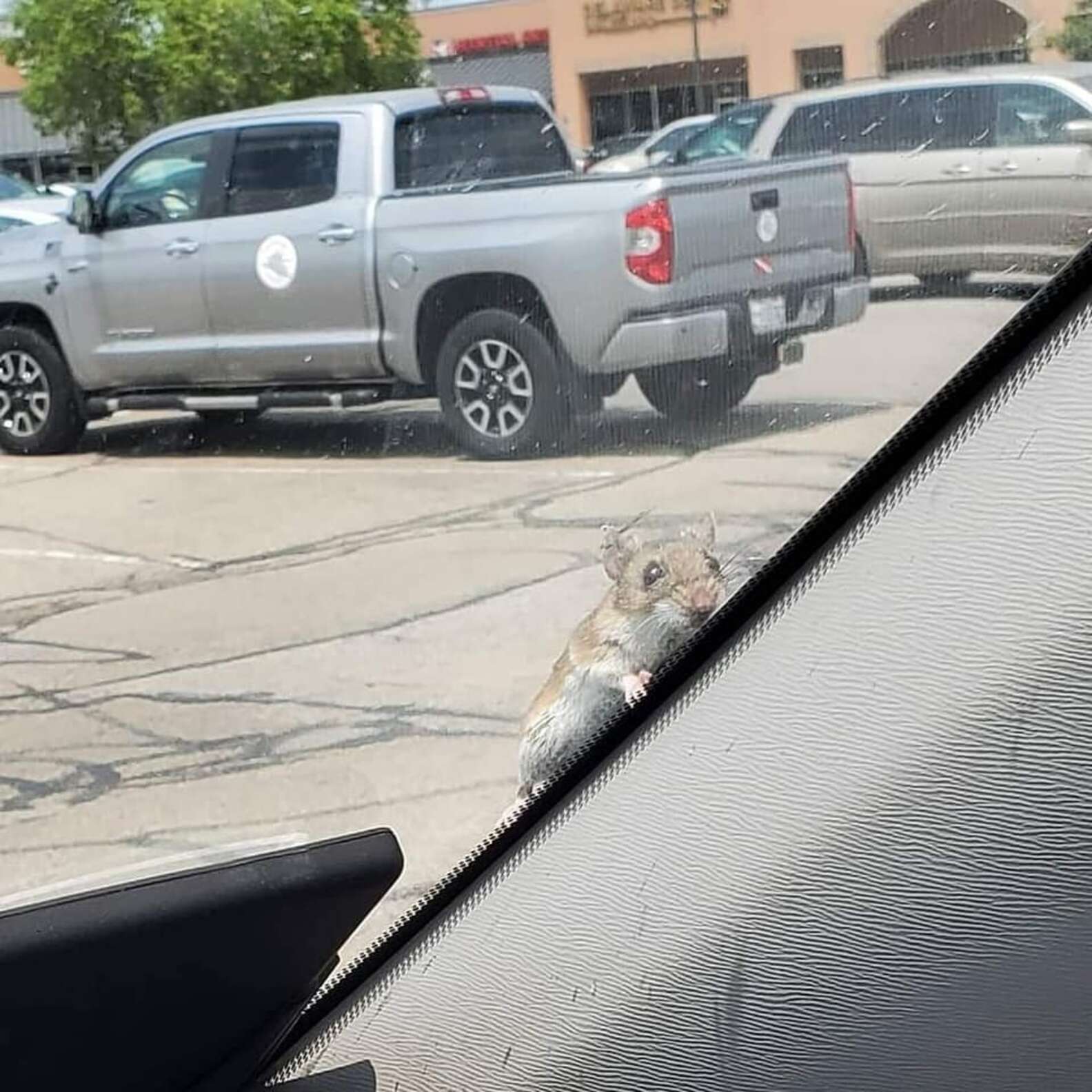 Little Mouse Hitchhikes on Couple's Car