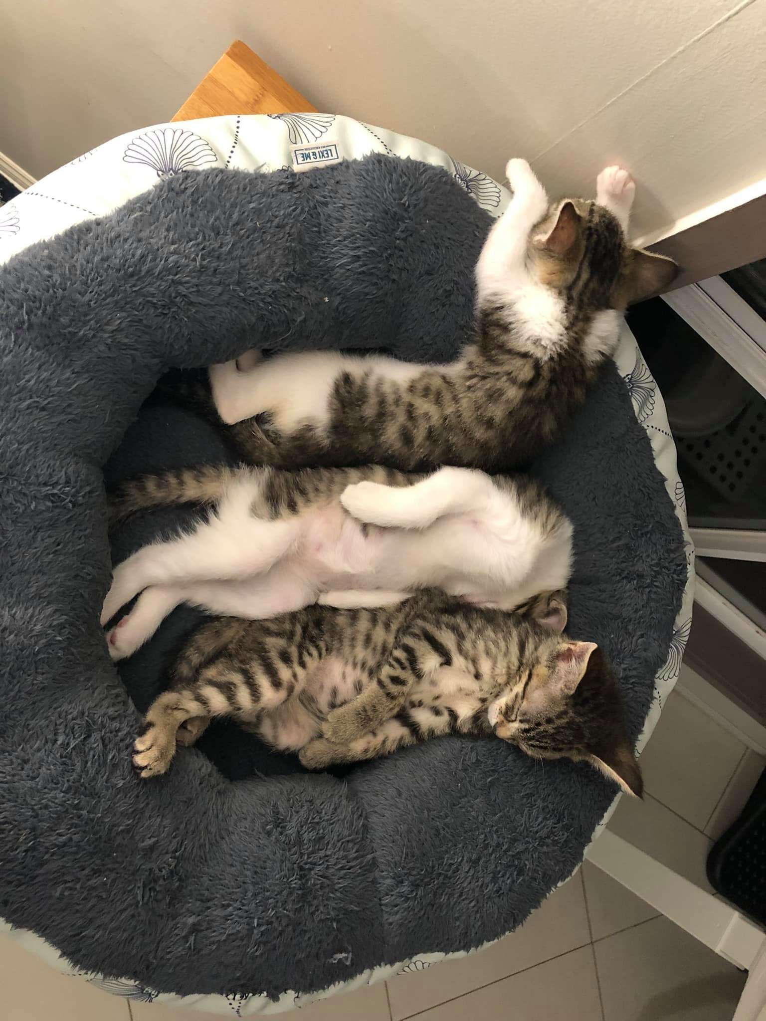 headless kitten