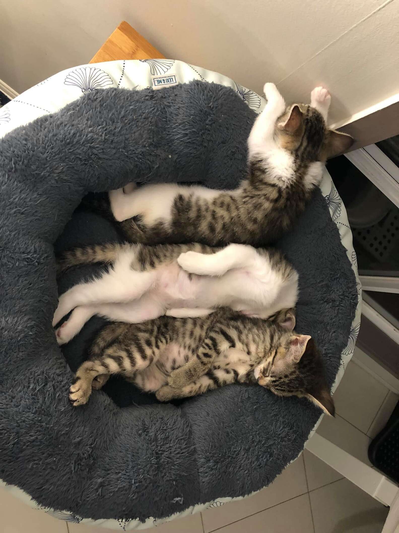 Kitten's Unusual Sleeping Position Creeps Out her Foster Parents