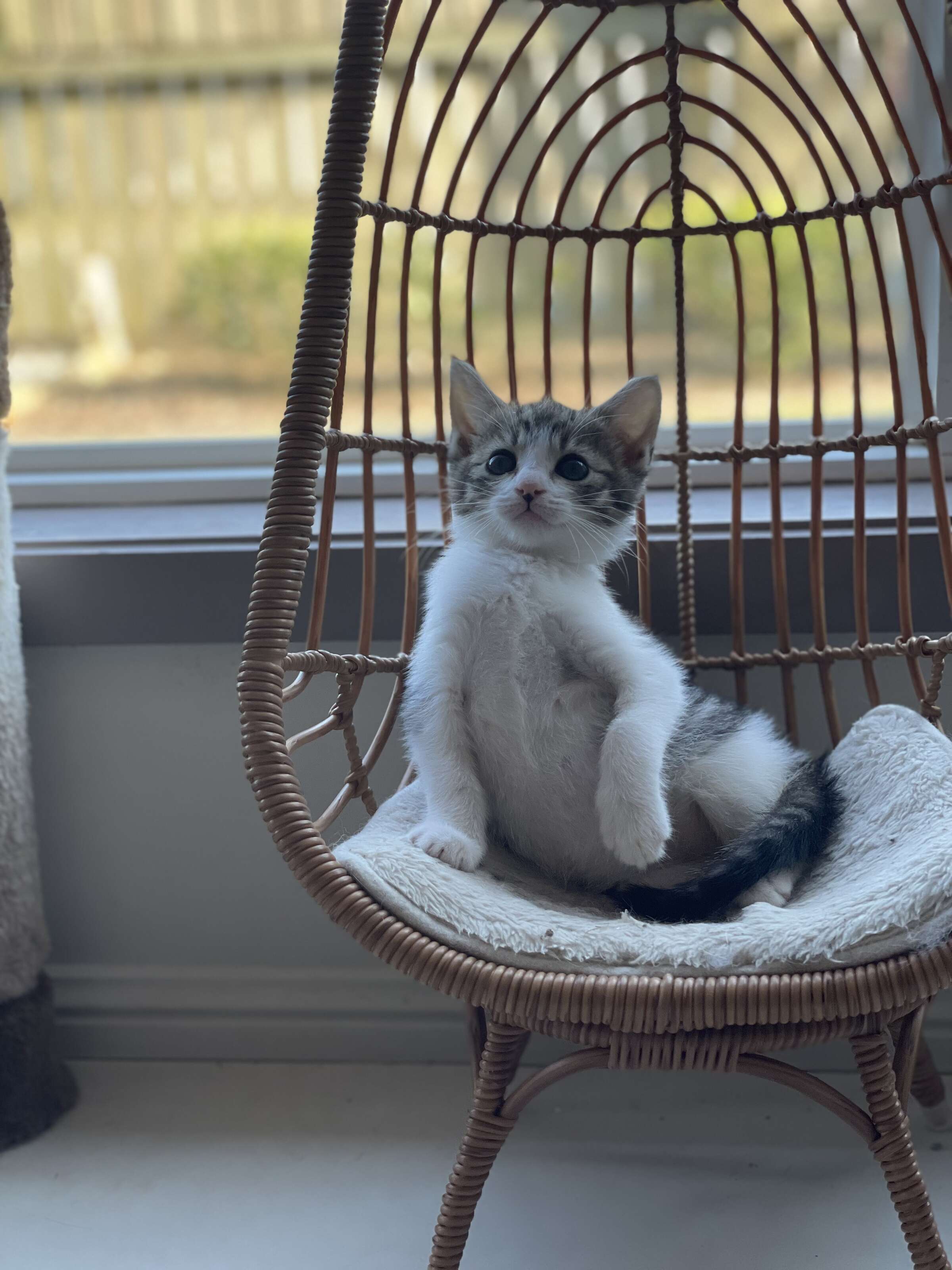 kitten