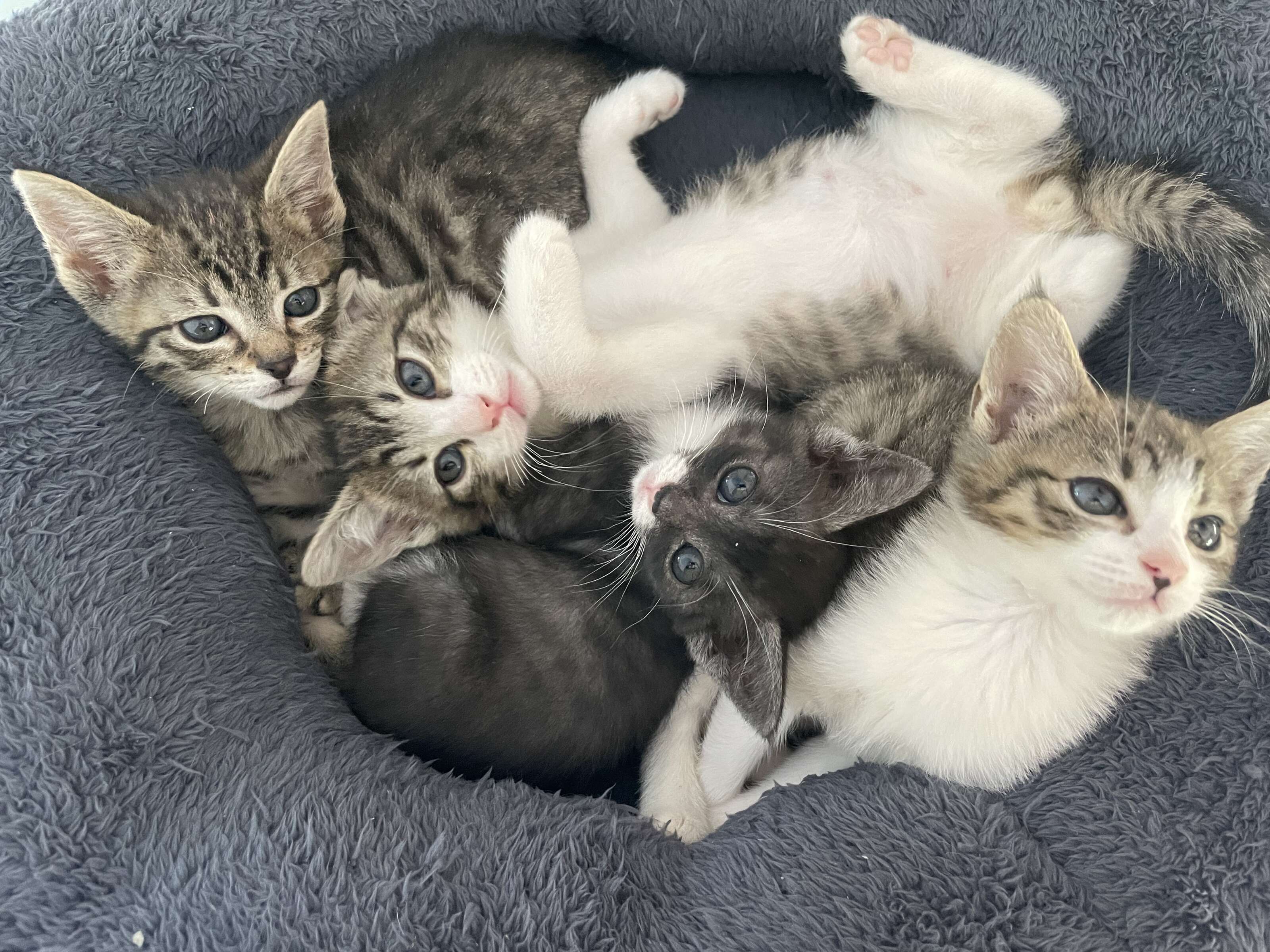 kittens