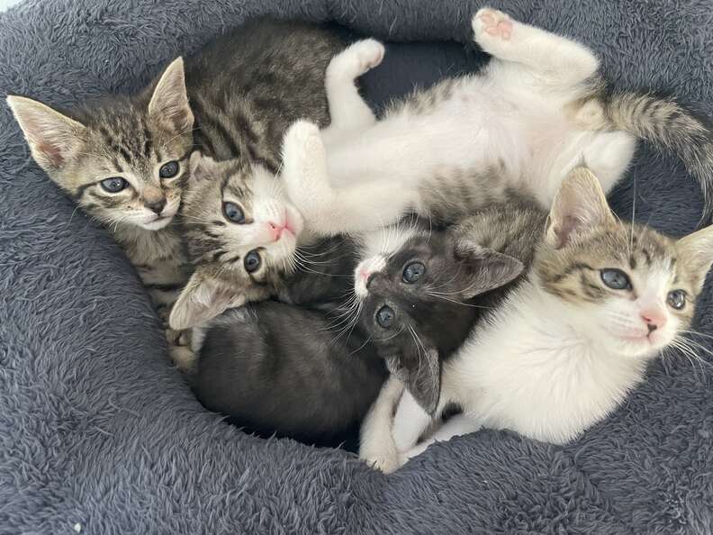 kittens