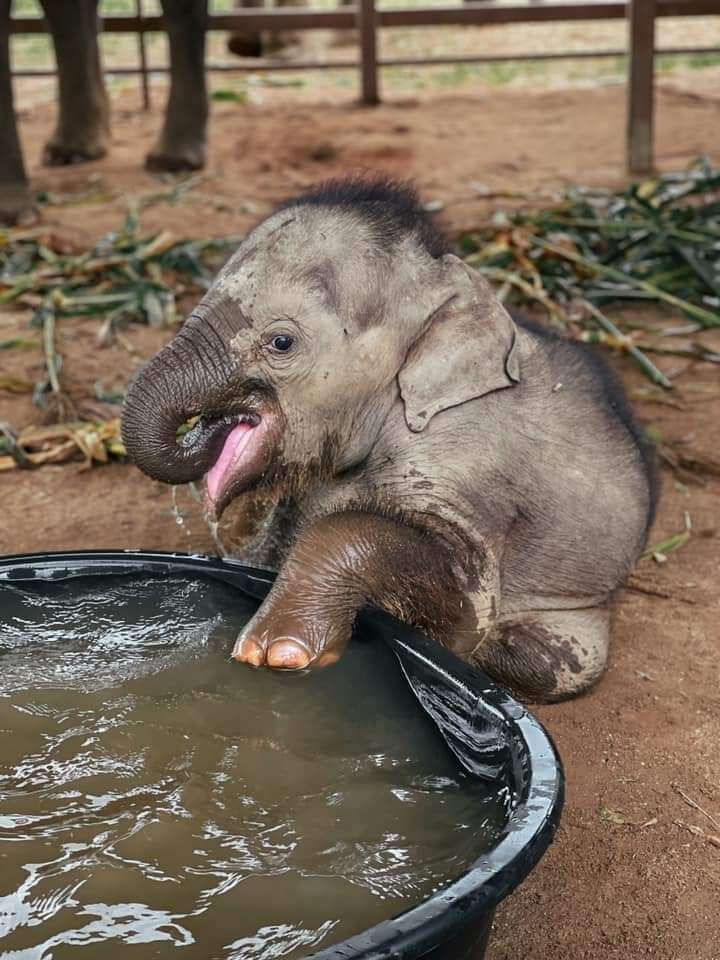 Baby elephant enjoys her little pool