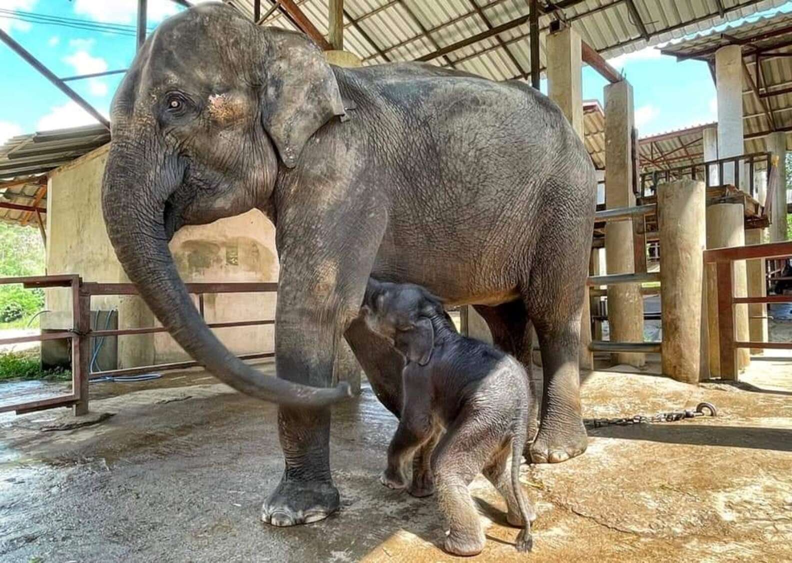 Baby Elephant and mom