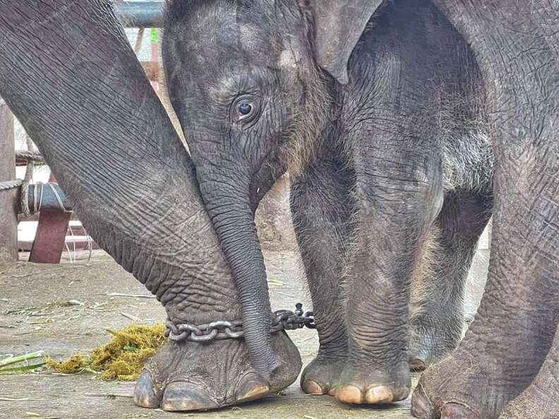 Baby Chaba — The Elephant Project