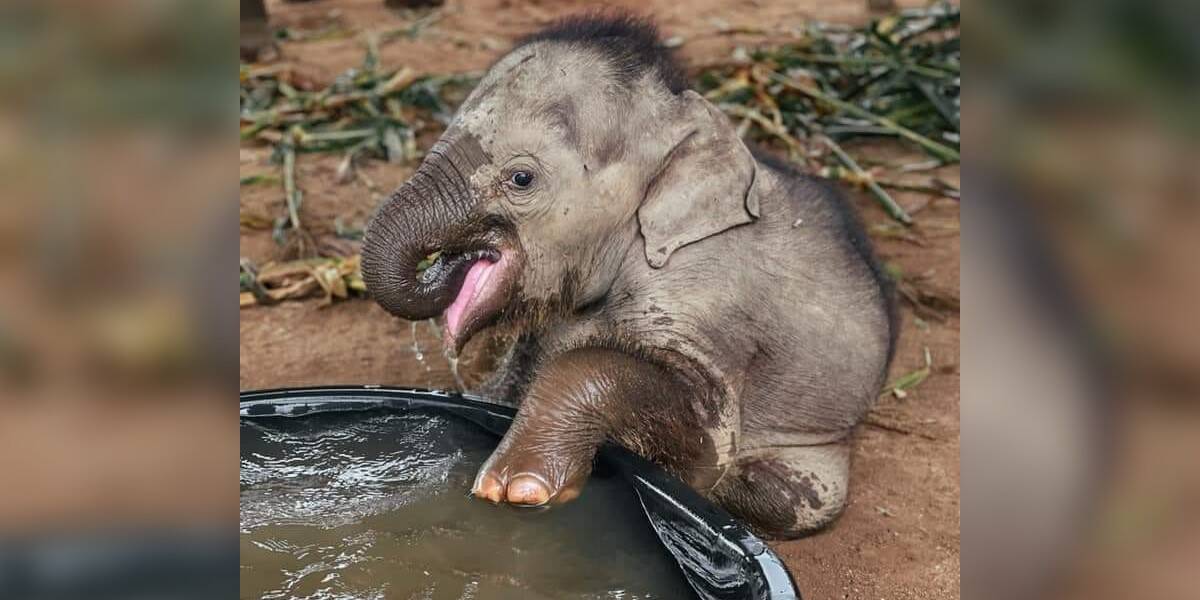 Chaba the Rescued Baby Elephant Loves Splashing Around in Her Bath