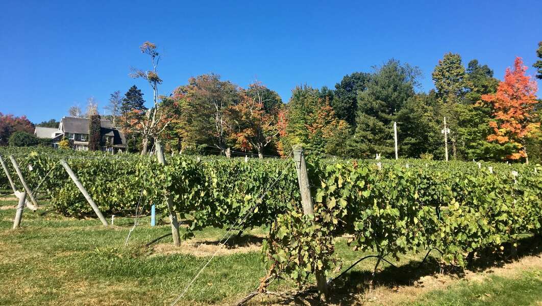 Nashoba Valley Winery Bolton, MA Thrillist