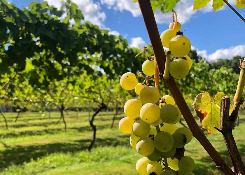 Mill River Winery Rowley, MA Thrillist