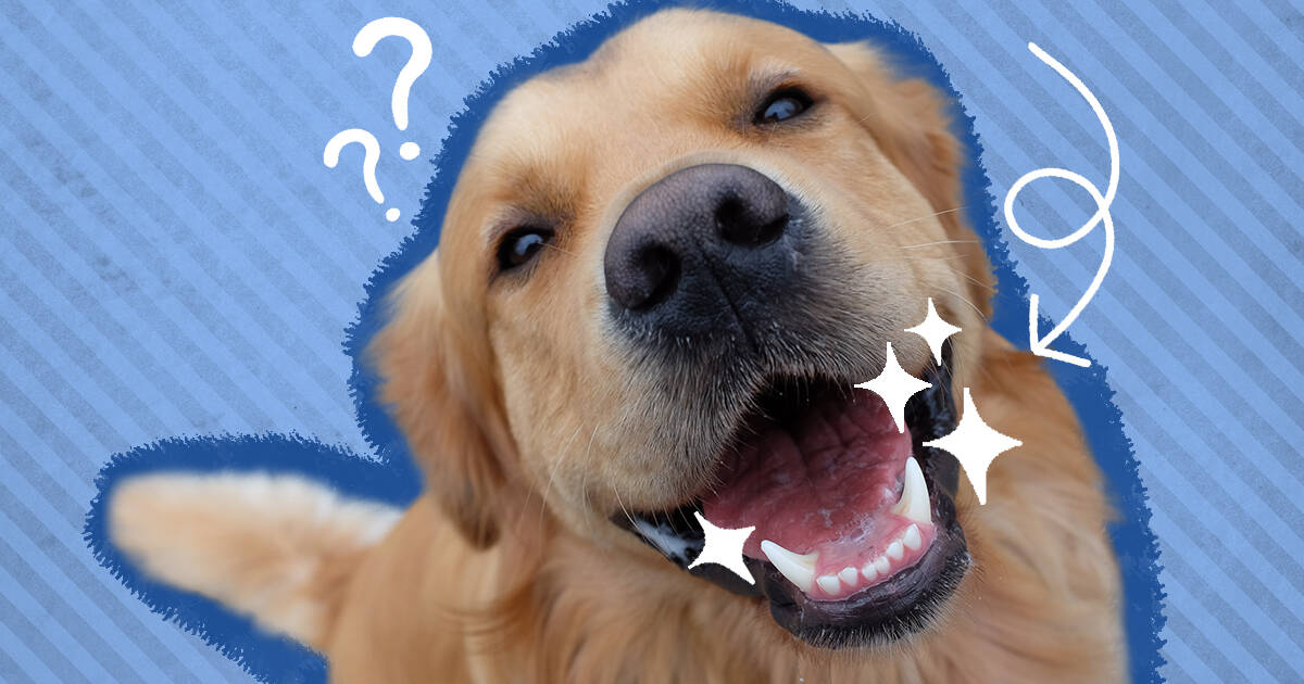 Should You Let Your Dog Lick Your Face? It Depends