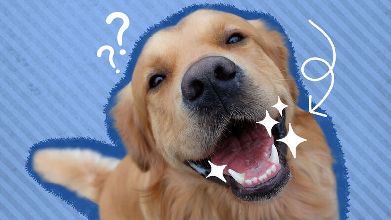 dog with sparkles around mouth
