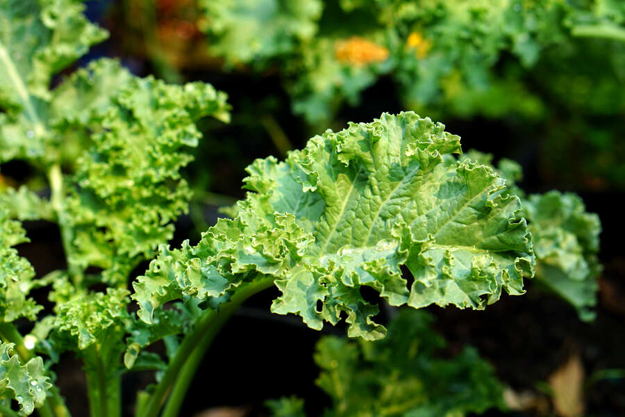 Kale Recall 2021 Kale Is Recalled at SEG, Kroger, and Elsewhere