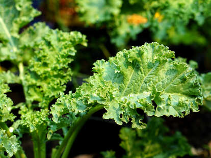 Kale Recall 2021: Kale Is Recalled at SEG, Kroger, and Elsewhere