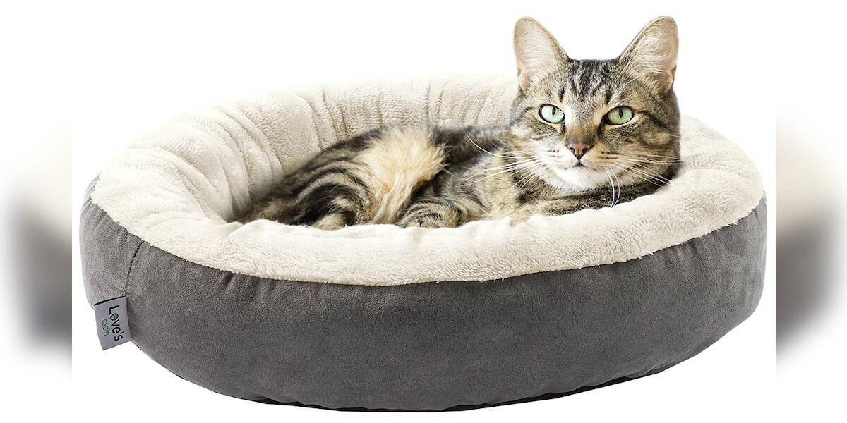 12 Best Cat Beds On Amazon DodoWell The Dodo