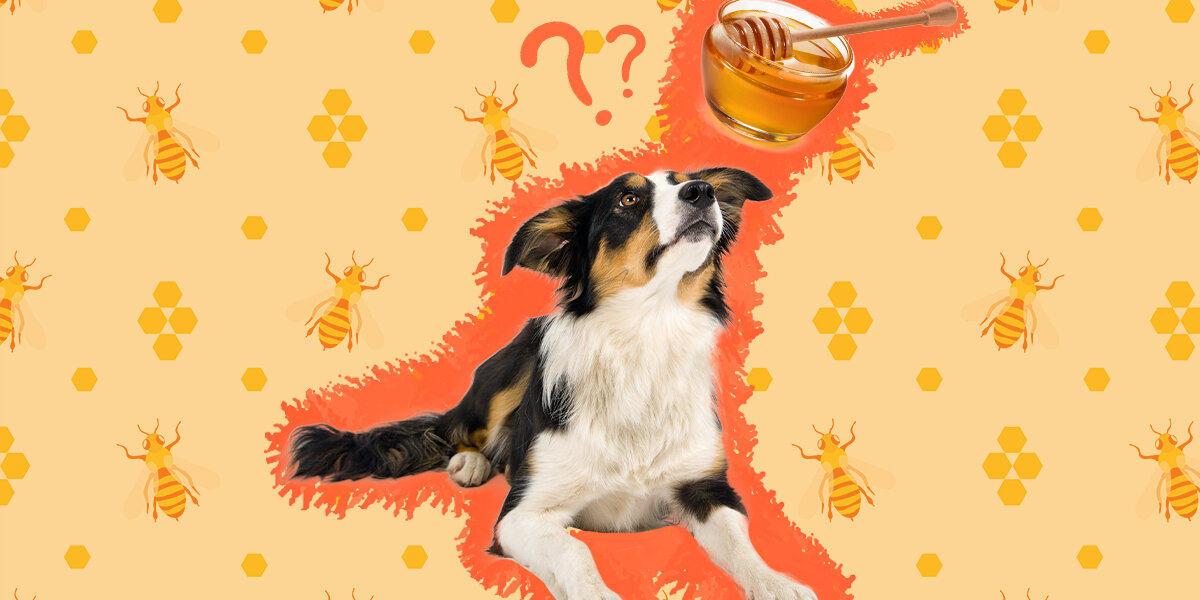 Giving honey to top dogs for cough