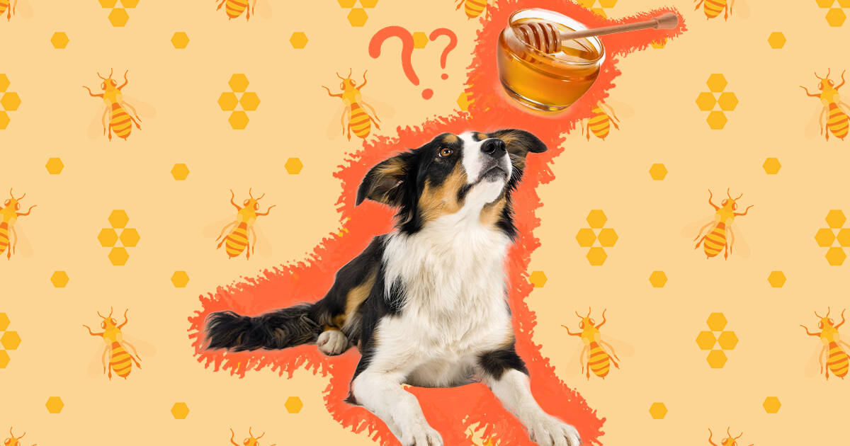 Can Dogs Eat Honey Safely What Vets Say DodoWell The Dodo