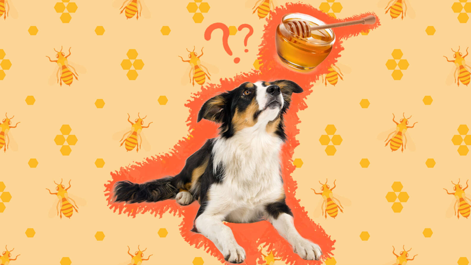 Can Dogs Eat Honey Safely? What Vets Say DodoWell The Dodo