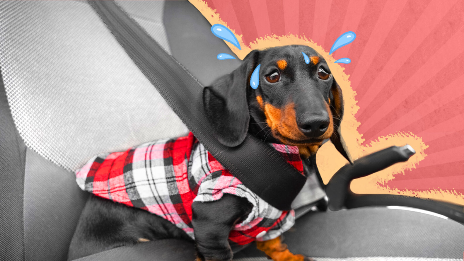 Dog Car Anxiety Symptoms, Treatment And Training Tips DodoWell The