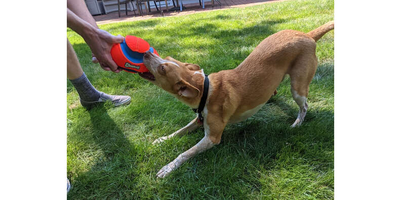 Chuckit fumble fetch best sale