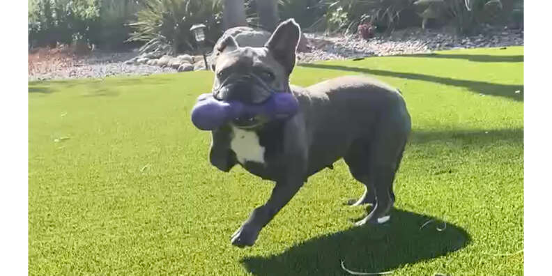 Crazy Fun with 'Skamp'! West Paw's NEW Zogoflex Echo Dog Toy