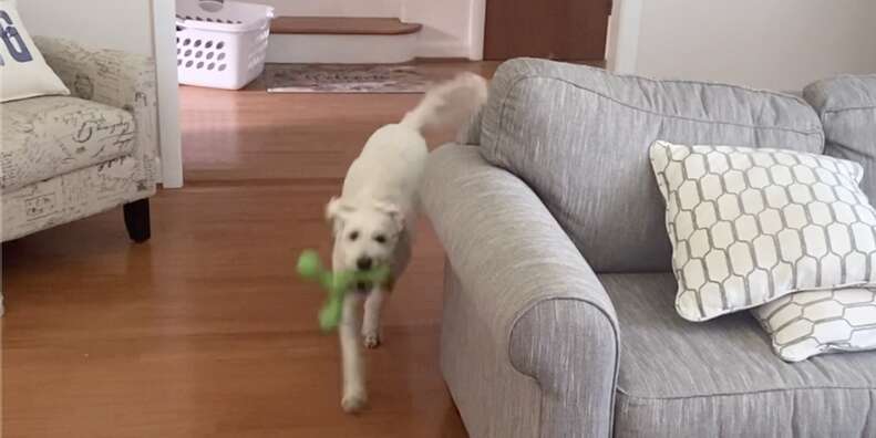 Crazy Fun with 'Skamp'! West Paw's NEW Zogoflex Echo Dog Toy