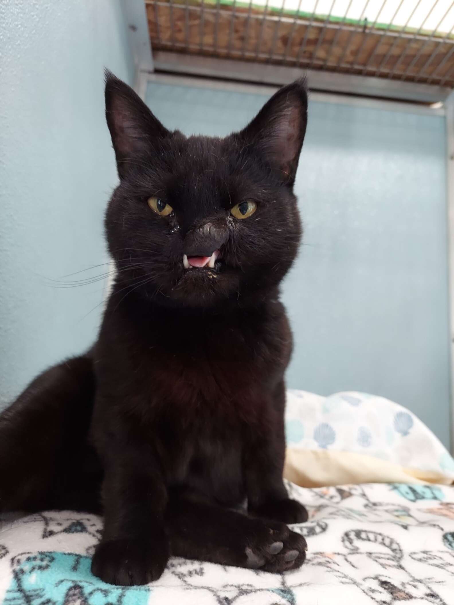 Cat with Cleft Palate