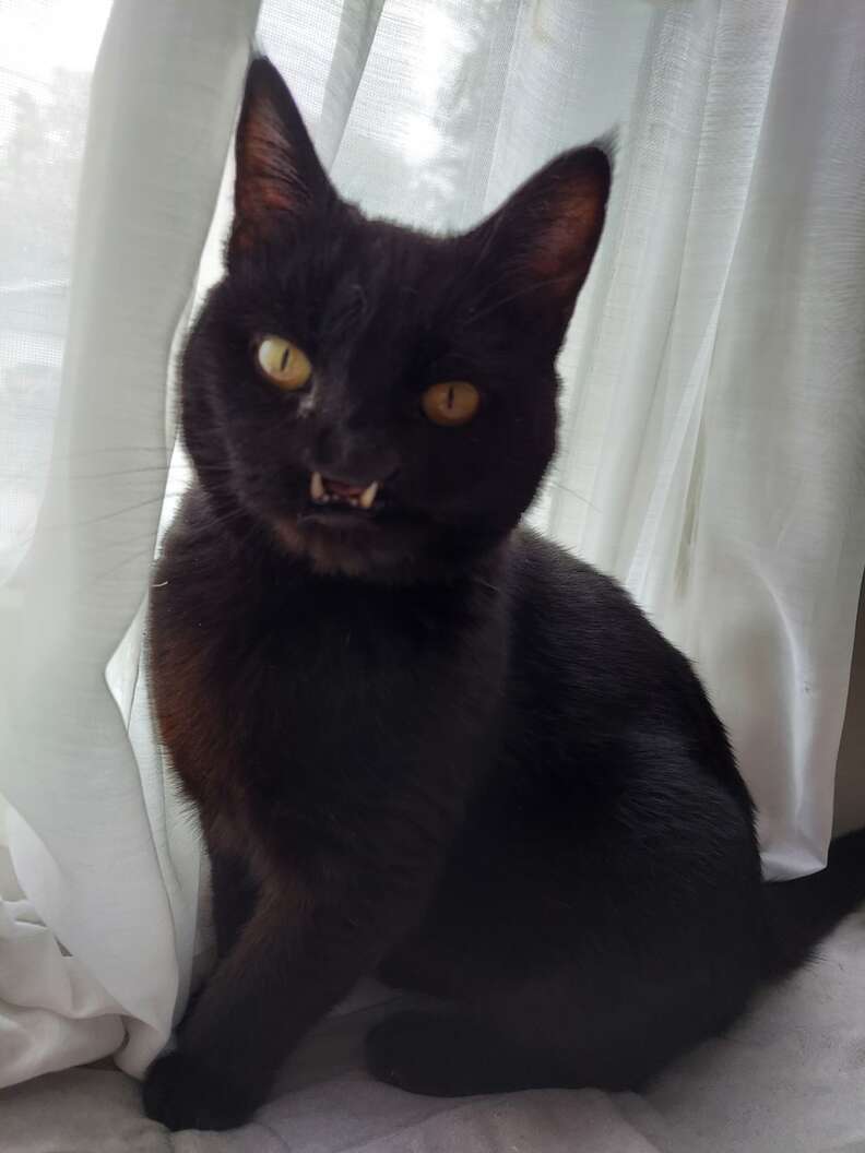 special needs cat