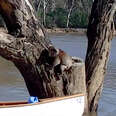 Koala Hops On Canoe To Save Himself