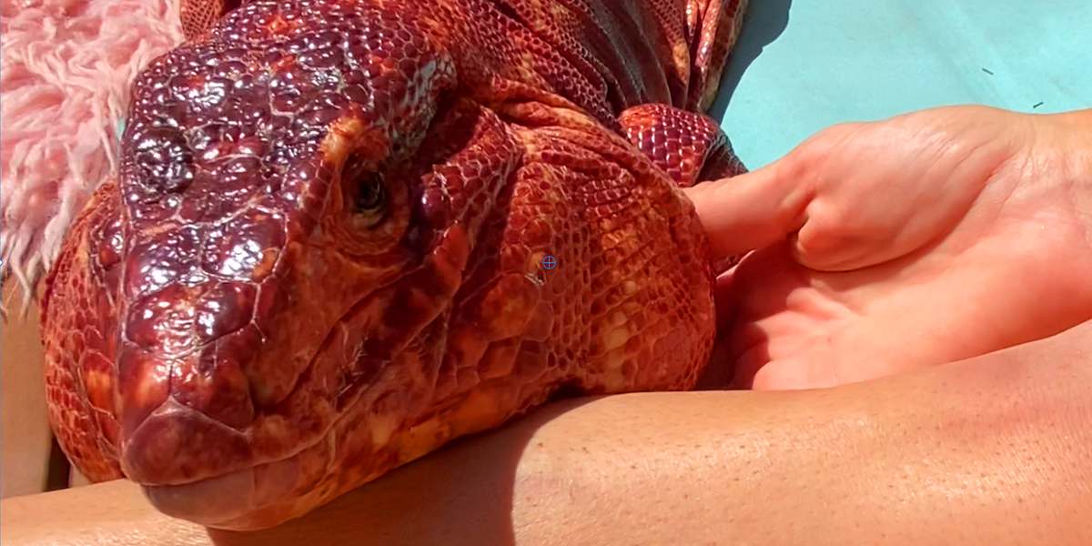 Huge Rescue Lizard Is So Affectionate With His Mom Videos The Dodo