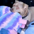 Senior Bully Always Takes Her Big Stuffed Toys On Walks